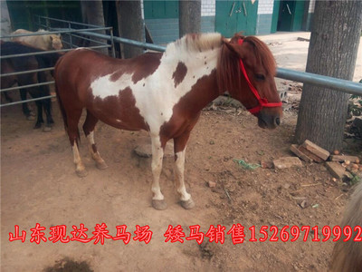 探寻滁州正规养马场 马匹价格与婚庆旅游用马购买指南