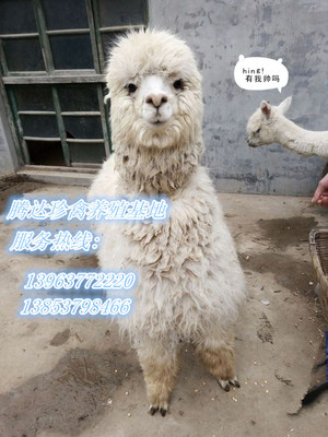 滁州地区特色动物租赁与马戏服务指南 从羊驼到海狮的多元化选择